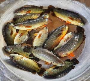 Koi fish(250 gram)
