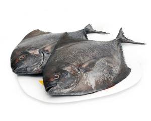 Black Pomfret (1000 Gm)