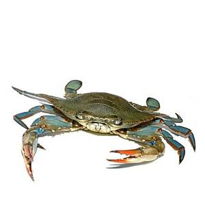 Blue Crabs  whole clean (480 - 520 gm)