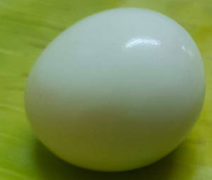 Boiled Egg