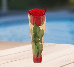 1 tata red rose