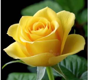 1 tata yellow rose