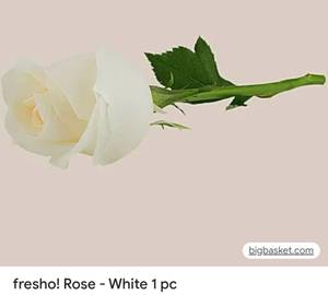 1 tata white rose