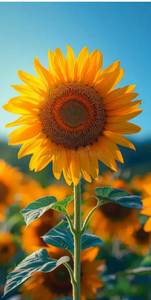Sunflower [single]