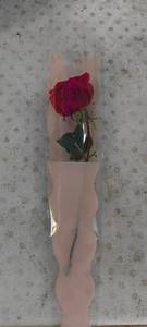 Single rose