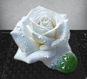 White Rose