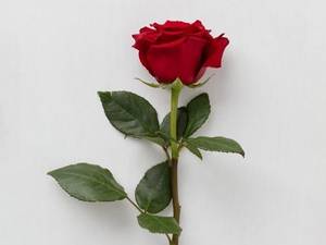 Red Rose