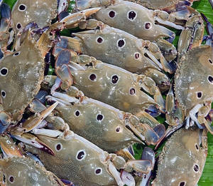 Dot Crab (uncleaned)/500gms