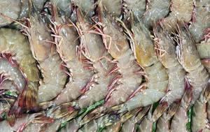 Prawn [medium]