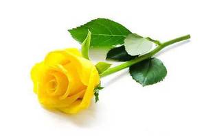 Single Stamp yellow Rose.