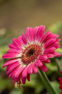 Pink daisy