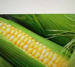 Sweet Corn -250Ml