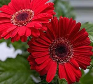 Gerbera Flower Red 1 Bundle