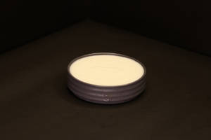 Plain Curd