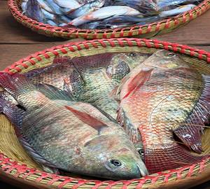 Fresh Dasi janto Tilapia fish (Bengali cut Cleaned)500gm with Head with tail 4-6pic