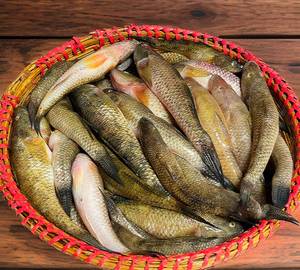 Fresh Dasi Bela fish (Bengali cut Cleaned)500gm with Head with tail 6-8pic