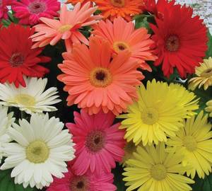Gerbera