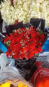 Floodred Fresh Jarbera Bouquet
