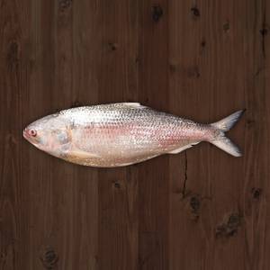 Ilish Fish(500-থেকে600 Gram) ইলিশ মাছ কাঁচা
