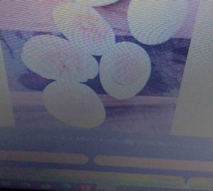 Double Egg