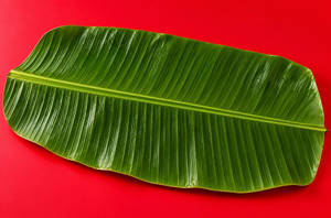Banana Leaf