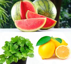 Watermelon Within Mintlime (Large) bottle