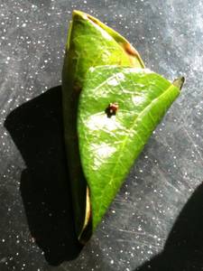 Calcutta Sada