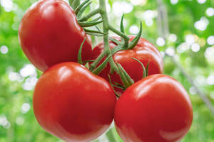 Tomato (500 Gms)