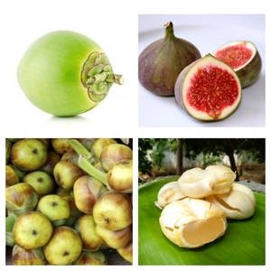 Tender Coconut Fig Within Nungu (Large)