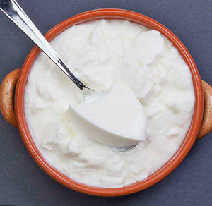 Plain Dahi
