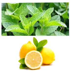 Mint & sweetLime (750 ml) Bottle