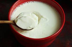Plain Dahi