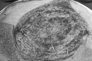 Schezwan Plain Dosa