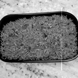 Masala Rice