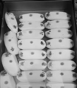 Malai Chaap