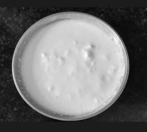 Plain Curd
