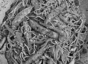 Hakka Noodles