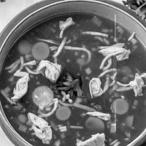 Chicken soup