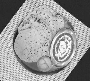 Dal Makhani & 4 Tawa Phulka