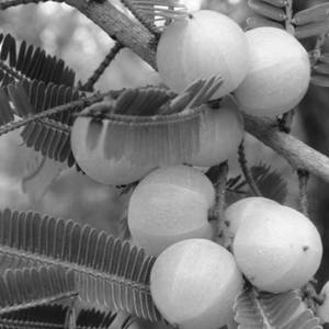 Amla Juice (750 ml)