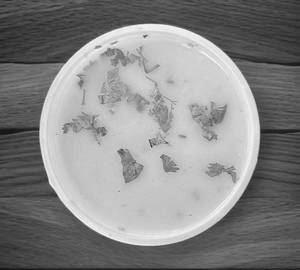 Gujrati Kadhi
