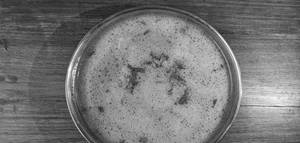 Plain Paya Soup