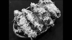 Nukkad Special Stuffed Champ