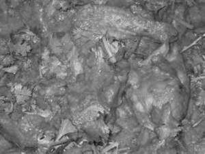 Chicken Mughlai