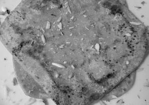 Chinni Paratha    