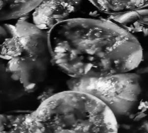 Maruvai Sukka(Shell Fish)