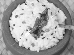 Curd Rice