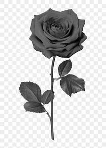 Red Rose