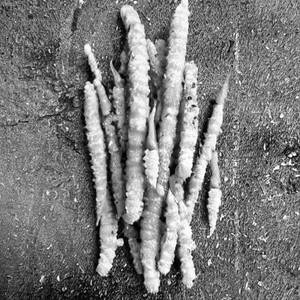 Baby Corn Golden Fry