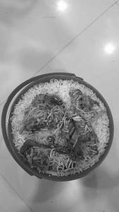 Chicken Dum Biryani [1 Person]